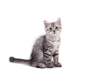 Beyaz arka planda küçük Sibirya kedisi