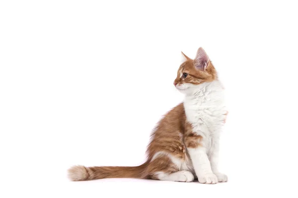 Pequeño gatito siberiano sobre fondo blanco —  Fotos de Stock