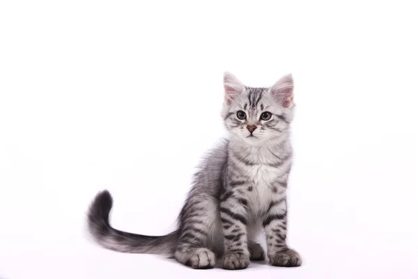Liten Sibirisk kattunge på vit bakgrund — Stockfoto