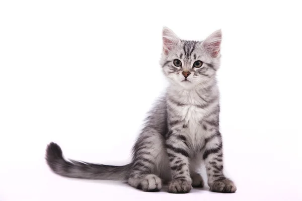 Pequeno gatinho siberiano no fundo branco — Fotografia de Stock