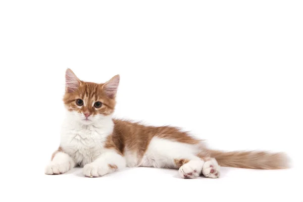 Small Siberian kitten on white background — Stock Photo, Image