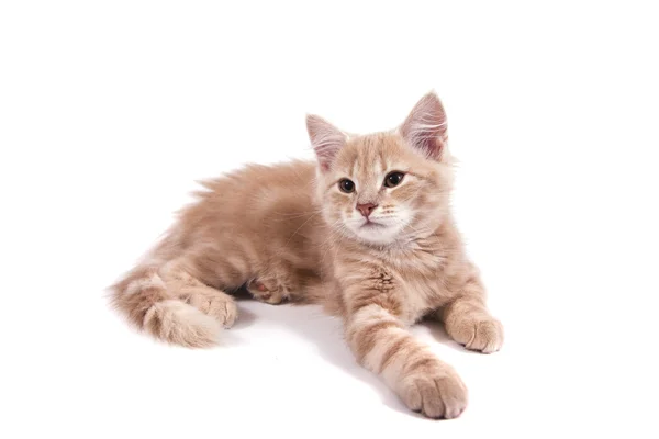 Small Siberian kitten on white background — Stock Photo, Image