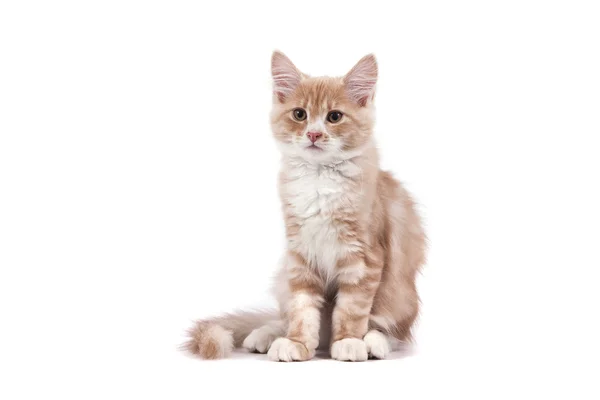 Pequeño gatito siberiano sobre fondo blanco —  Fotos de Stock