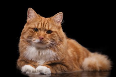Red Siberian cat on black background clipart