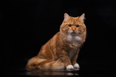 siyah zemin üzerine kırmızı siberian kedi