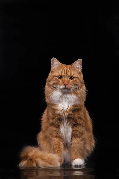 Gato siberiano rojo sobre fondo negro —  Fotos de Stock