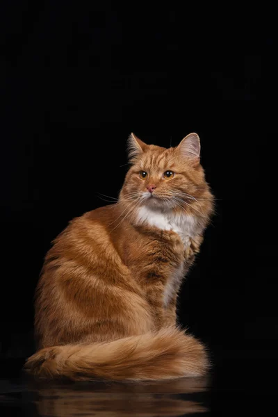 Gato siberiano rojo sobre fondo negro —  Fotos de Stock