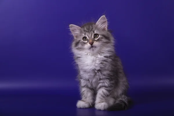 Small Siberian kitten on blue violet background — Stock Photo, Image