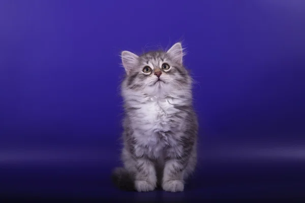 Pequeño gatito siberiano sobre fondo azul violeta —  Fotos de Stock