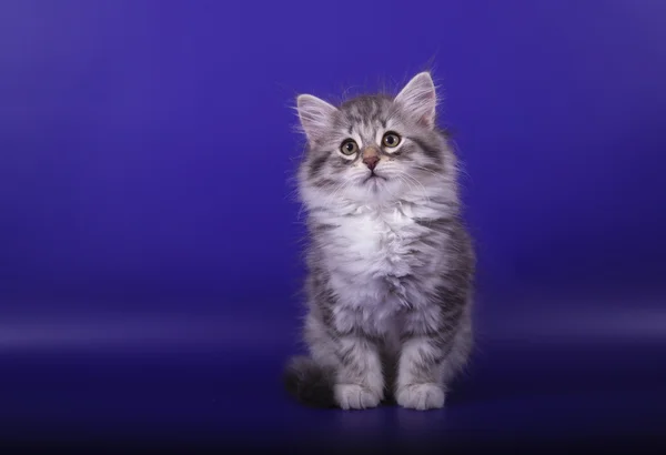 Piccolo gattino siberiano su sfondo viola blu — Foto Stock