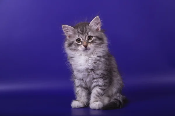 Small Siberian kitten on blue violet background — Stock Photo, Image