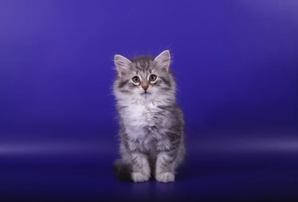 Liten Sibirisk kattunge på blå lila bakgrund — Stockfoto