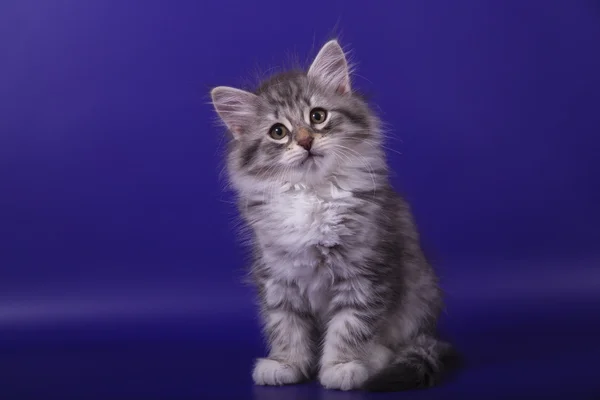 Piccolo gattino siberiano su sfondo viola blu — Foto Stock