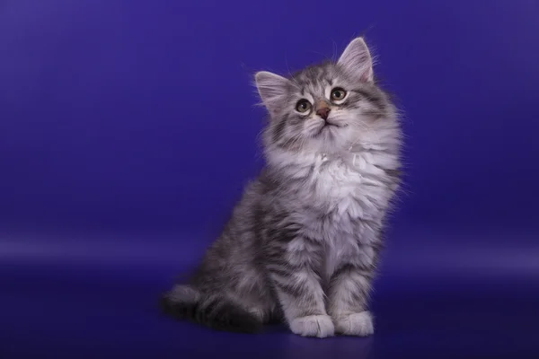 Pequeno gatinho siberiano no fundo azul violeta — Fotografia de Stock