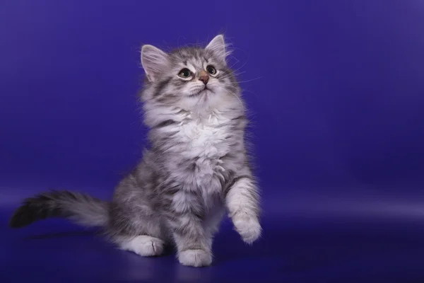 青い紫色の背景に小さなシベリア子猫 — ストック写真