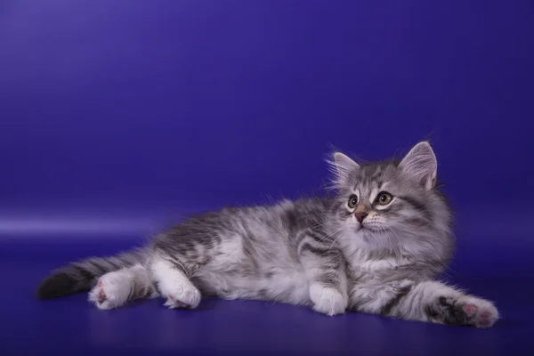 Small Siberian kitten on blue violet background — Stock Photo, Image