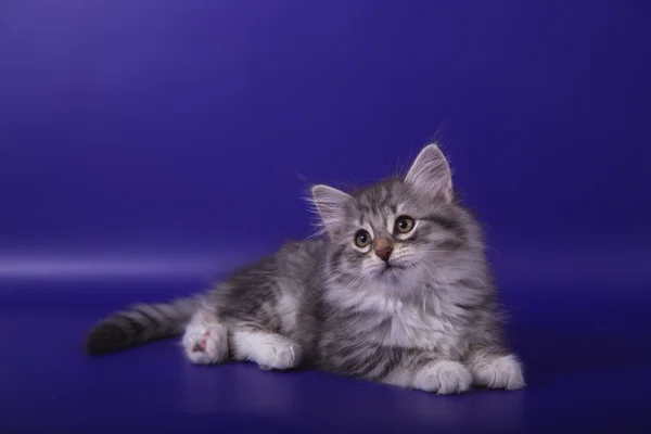 Piccolo gattino siberiano su sfondo viola blu — Foto Stock