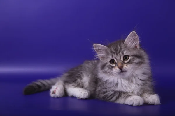 青い紫色の背景に小さなシベリア子猫 — ストック写真