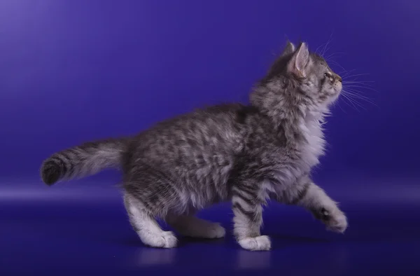 Pequeno gatinho siberiano no fundo azul violeta — Fotografia de Stock