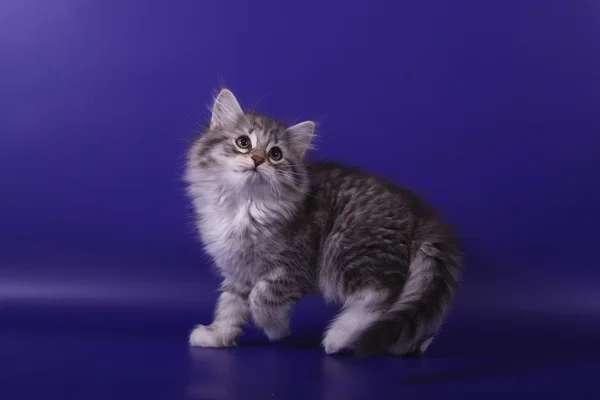 Pequeno gatinho siberiano no fundo azul violeta — Fotografia de Stock