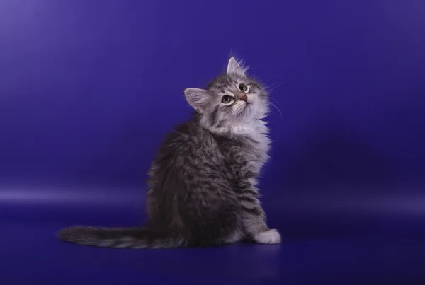 Pequeno gatinho siberiano no fundo azul violeta — Fotografia de Stock