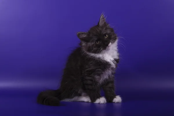 Pequeno gatinho siberiano no fundo azul violeta — Fotografia de Stock