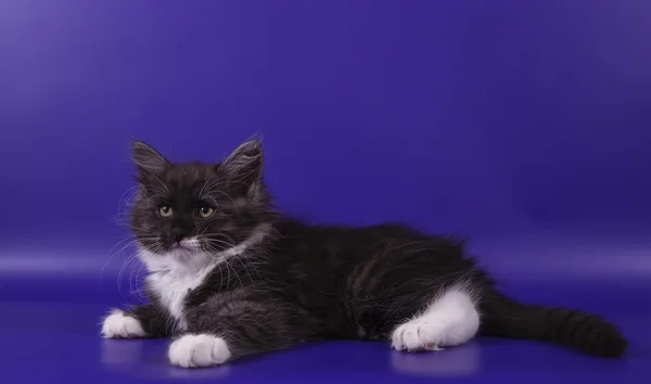 Маленький сибирский котенок на голубом фиолетовом фоне — стоковое фото