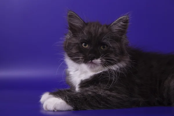 Pequeno gatinho siberiano no fundo azul violeta — Fotografia de Stock