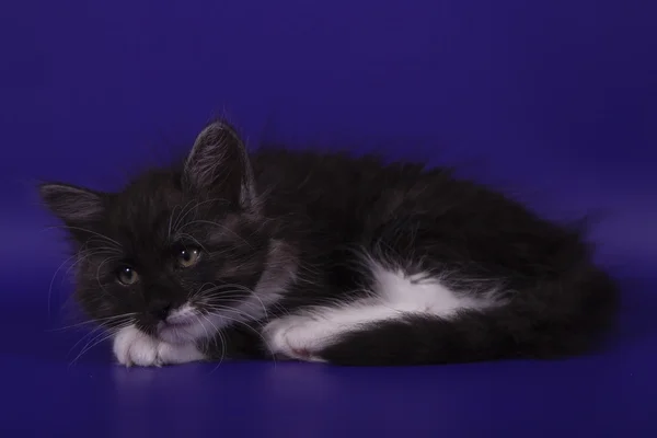 Pequeno gatinho siberiano no fundo azul violeta — Fotografia de Stock