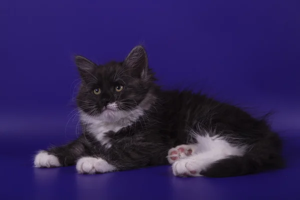 Liten Sibirisk kattunge på blå lila bakgrund — Stockfoto