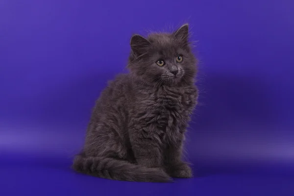 Pequeno gatinho siberiano no fundo azul violeta — Fotografia de Stock