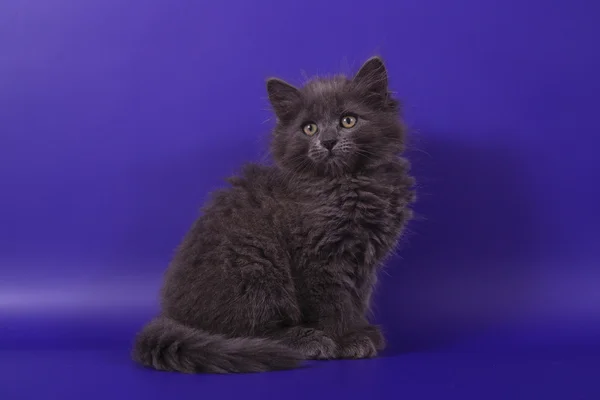 Piccolo gattino siberiano su sfondo viola blu — Foto Stock