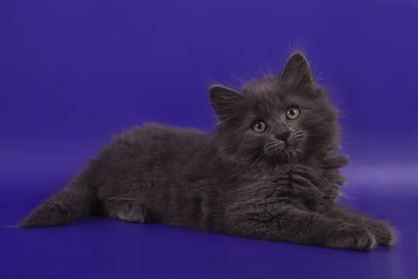 Piccolo gattino siberiano su sfondo viola blu — Foto Stock