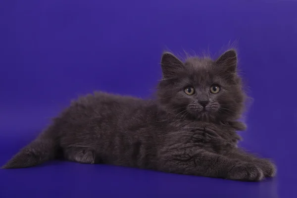 Pequeno gatinho siberiano no fundo azul violeta — Fotografia de Stock