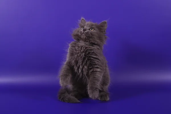 Pequeno gatinho siberiano no fundo azul violeta — Fotografia de Stock