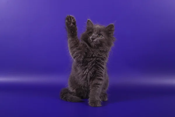 Piccolo gattino siberiano su sfondo viola blu — Foto Stock