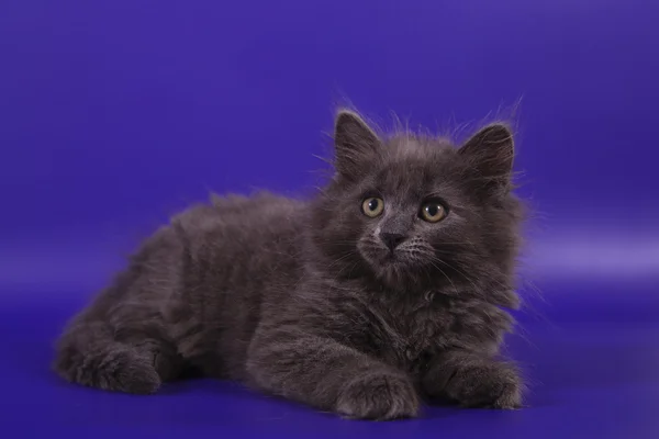 Üzerinde mavi menekşe renkli küçük siberian kedi — Stok fotoğraf