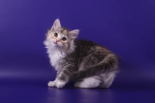 Pequeno gatinho siberiano no fundo azul violeta — Fotografia de Stock