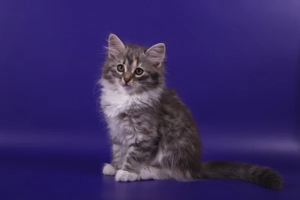 Small Siberian kitten on blue violet background — Stock Photo, Image