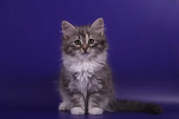 Маленький сибирский котенок на голубом фиолетовом фоне — стоковое фото