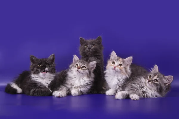 Cinco gatinhos siberianos em fundo azul violeta — Fotografia de Stock