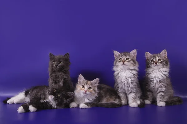 Cinco gatinhos siberianos em fundo azul violeta — Fotografia de Stock