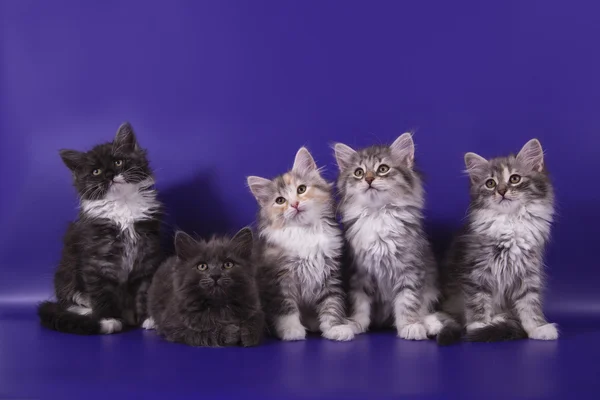 Cinco gatinhos siberianos em fundo azul violeta — Fotografia de Stock