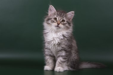 Zümrüt yeşil bir arka plan üzerinde küçük siberian kedi