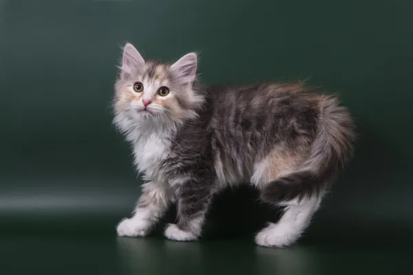 Маленький сибирский котенок на зеленом изумрудном фоне — стоковое фото