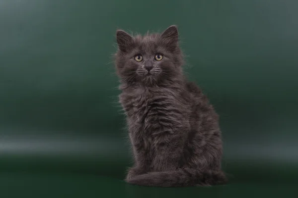 Small Siberian kitten on a green emerald background — Stock Photo, Image