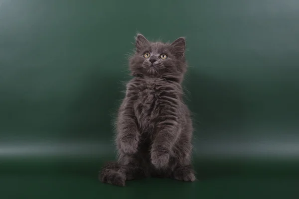 Piccolo gattino siberiano su sfondo verde smeraldo — Foto Stock