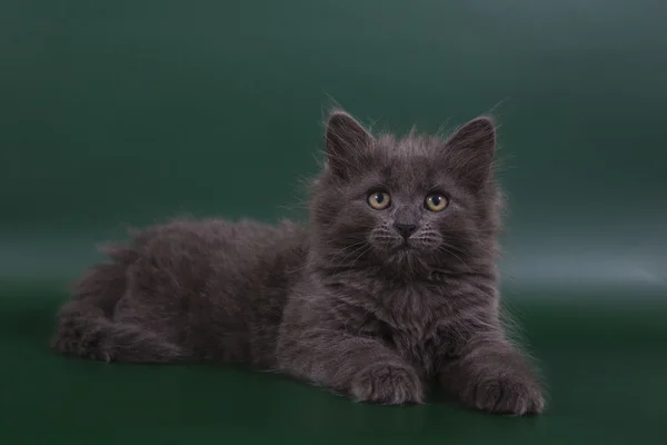 Piccolo gattino siberiano su sfondo verde smeraldo — Foto Stock