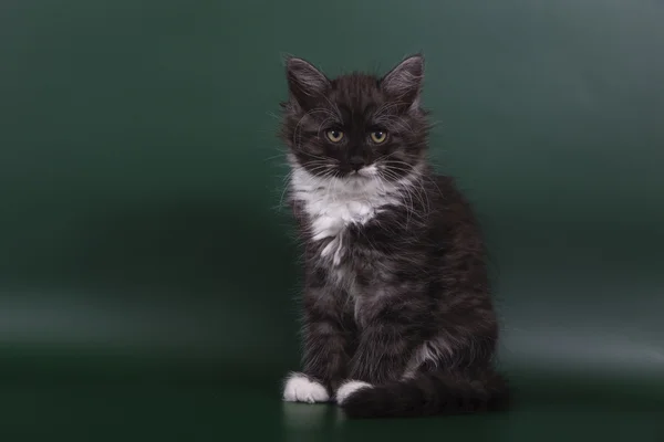 Piccolo gattino siberiano su sfondo verde smeraldo — Foto Stock