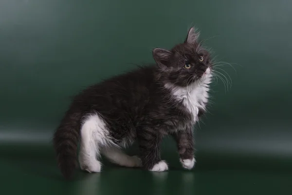 Pequeno gatinho siberiano em um fundo verde esmeralda — Fotografia de Stock